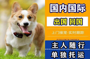 三明市宠物托运公司三明市宠物托运公司三明市宠物托运公司