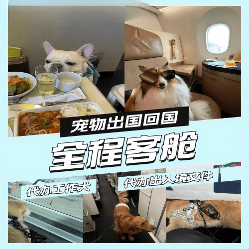 三明市宠物托运到白俄罗斯宠物入境规定和要求